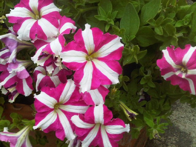 CaceresNohe's profile picture. 