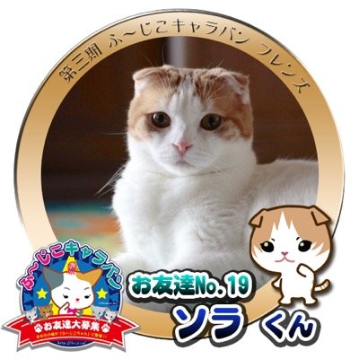 新しい家族 スコッチのソラとの楽しい時間と何気な生活