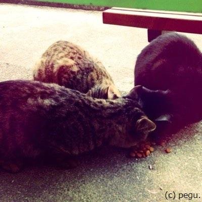 ぺぐ。