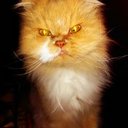 ina f. - @InaFrankGrebe - Twitter