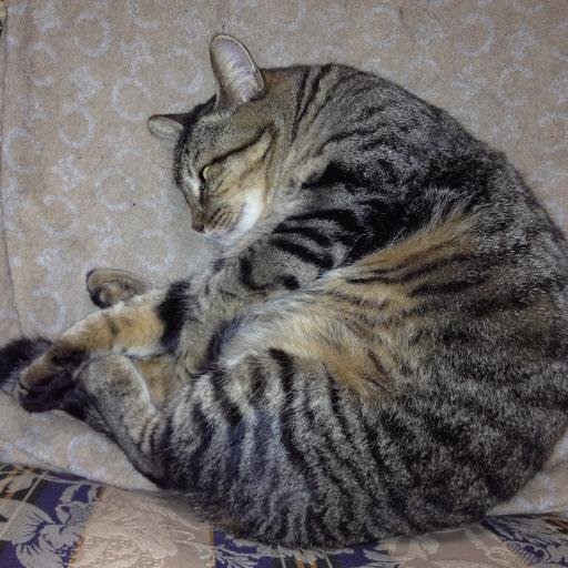 karedonia's profile picture. 