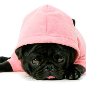 EssexDogApparel's profile picture. Adorable Dog Hoodies & T-shirts! Personalised with your doggies name and Diamanté - ONLY £15 each!!!