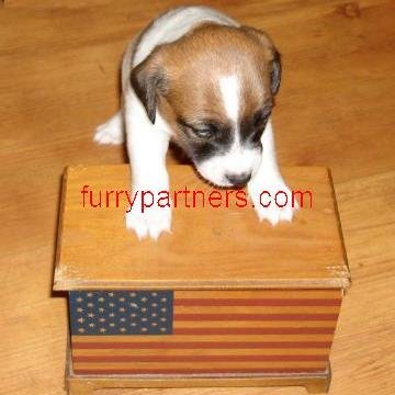 FurryPartners's profile picture. Gifts for Animal Lovers, Dog Lovers, Cat Lovers and Horse Lovers, Equestrian Lovers, Bird Lovers, Wildlife Lovers, Wine Lovers, and Gourmet Pet Treats