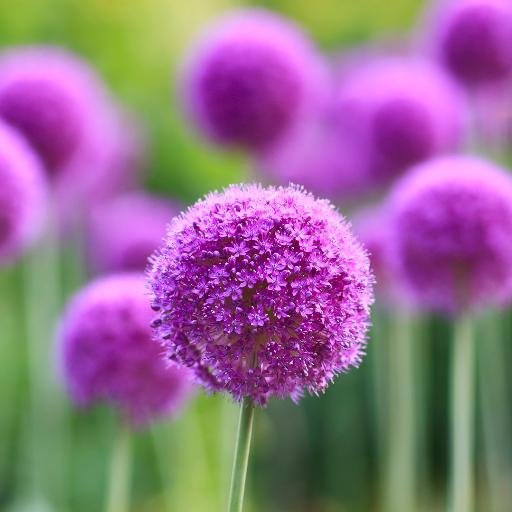 thanhhanghy's profile picture. 