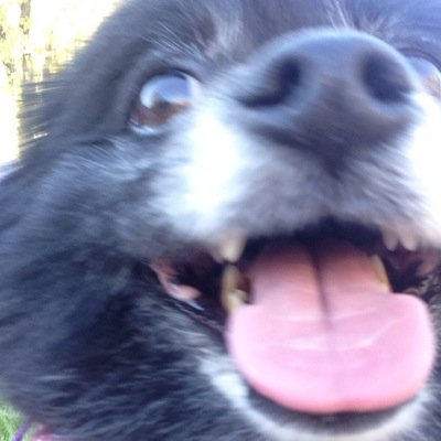 PrincessSadiDog's profile picture. stuntin hard since '09
single and ready to mingle
slip in my dm