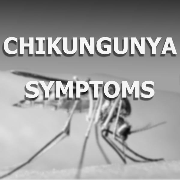 Chikungunya virus news, symptoms, treatments of fever, prevention ideas