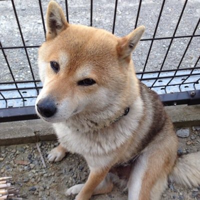 lanticeさんのプロフィール画像