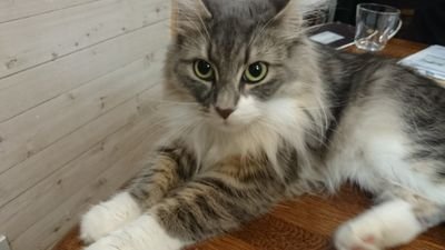 4匹の猫🐈(アメショ×1+ノルウェージャン×1+保護猫×2)と保護犬🐶×1と賑やかな時間を過ごしています✨私も猫になりた〰い！😍😜(愛猫2匹がお星さまになって傷心中❤️‍🩹😢)
極稀に英語でもツイートします🤗趣味は楽器演奏🎹🎻時々ゲーム📺➰🎮FF14