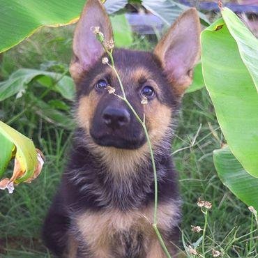 LukeMilani's profile picture. Best friend of Model Denise Milani