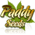 Cannabis seeds (@paddyseeds) Twitter profile photo