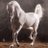 alseead's profile image