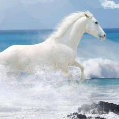 yavuzsolmaz's profile picture. 