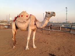 تم اغلاق الحساب