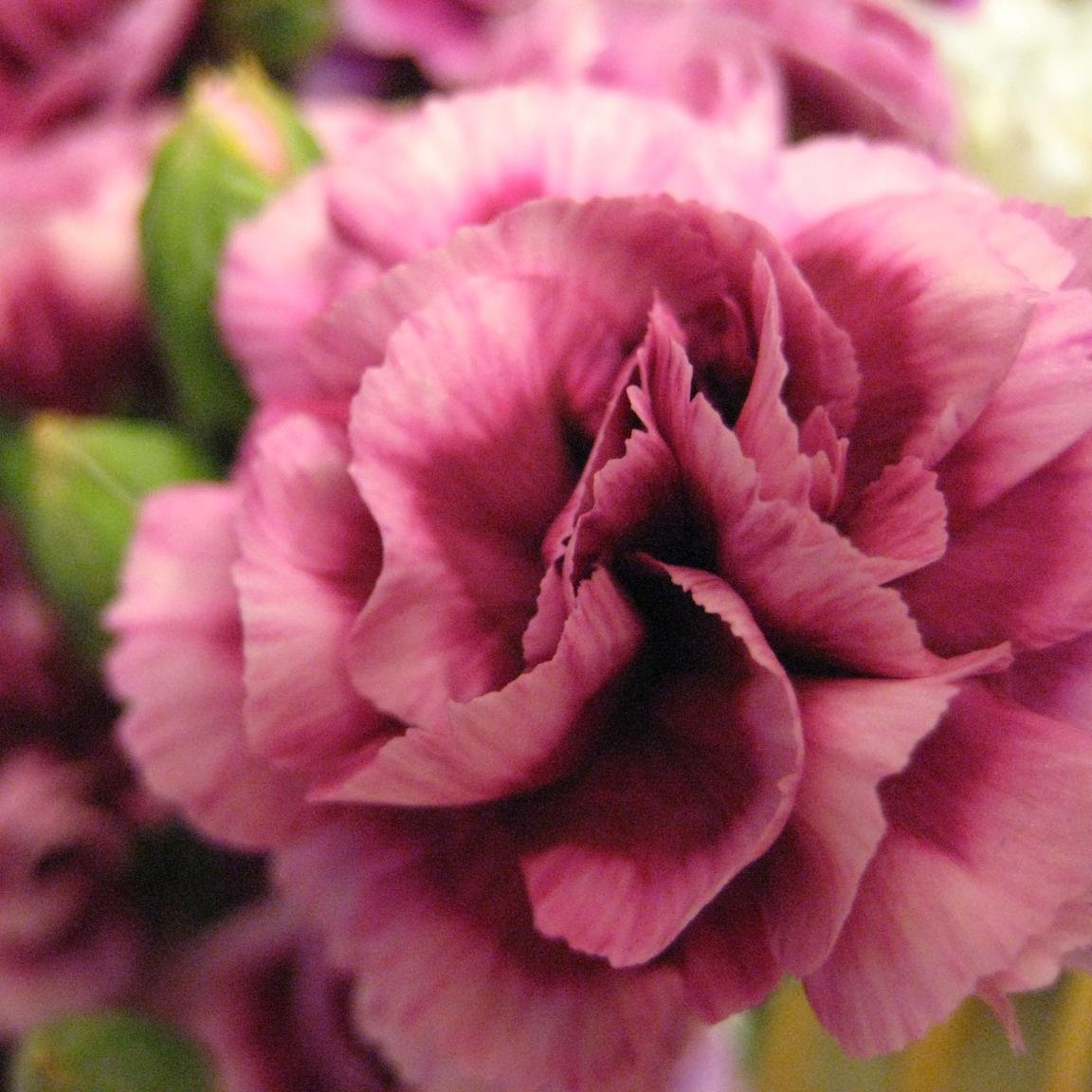 Sjklegends's profile picture. hi, i like to considder myself a writer and an artist, so yeah...