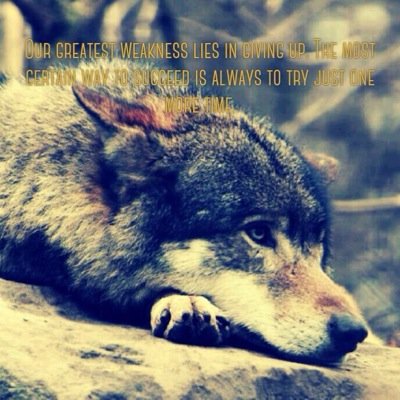 Mom: @DestinyTheWolf | Dad: @WhiteBlankPage6 |Female| Am lost and currently trying to find my way back home Mate: None
