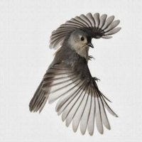 as mustopa (@as_mustopa) 's Twitter Profile