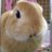 aiUsa_nofur's profile image