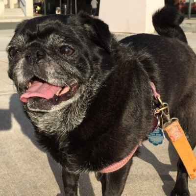 pugxi Profile Picture