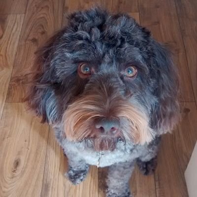 A chocolate Cockapoo living with 4 uprights of various sizes. It's Doogie, kungfu cockapoo, hate cats, love my moustache.