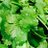 CilantroLeaves's profile image