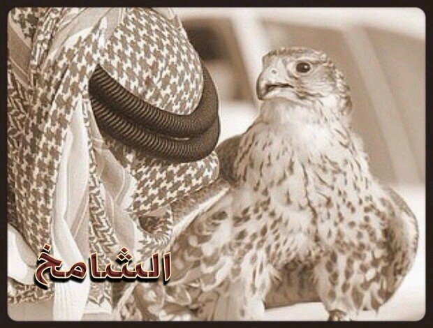  لا تسبـق الاحـداث مافيـه داعــي .....انــي مـعـك ابــدا حـيـاة جـديـدة....
تغريداتي بالمفضلة
{الكويت}