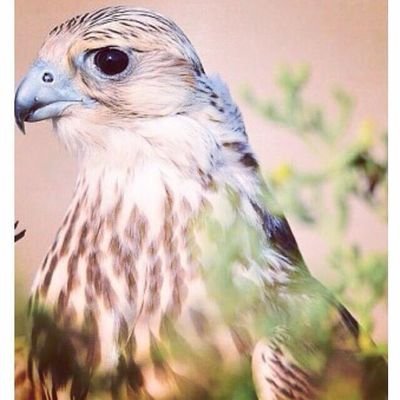 الله واكبر
