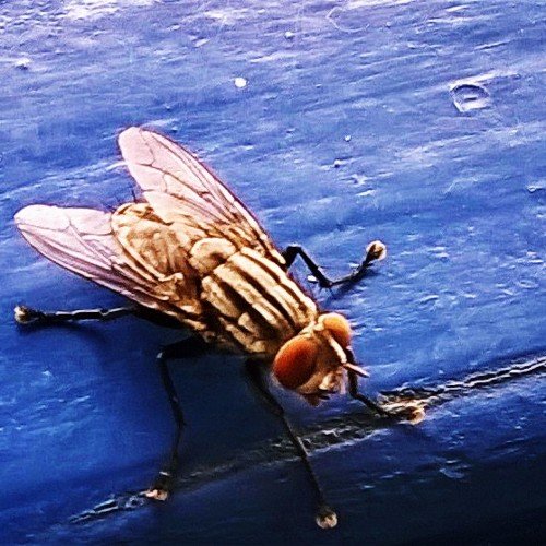 Pirahrahna's profile picture. Rock Lobster, watch out for that  Pirahna!!!