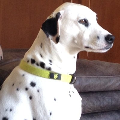 ClassicTwinkie's profile picture. 