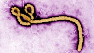 heidiEVD's profile picture. Ebola, Zika, Mers, Flu, Malaria, Emerging/ Infectious Diseases Updates.Natural Disaster Updates.