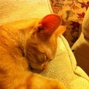 Emily McIntosh - @monkeys22404 - Twitter