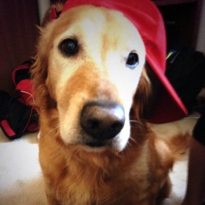 DawgRuby's profile picture. hi guys im ruby! i like long walks, scratches behind the ear, and eating used kleenexs! let me kiss your face... omg is that chapstick?!