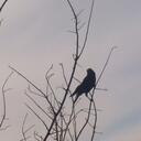 Matthew Ploeger - @Arrowsinger - Twitter