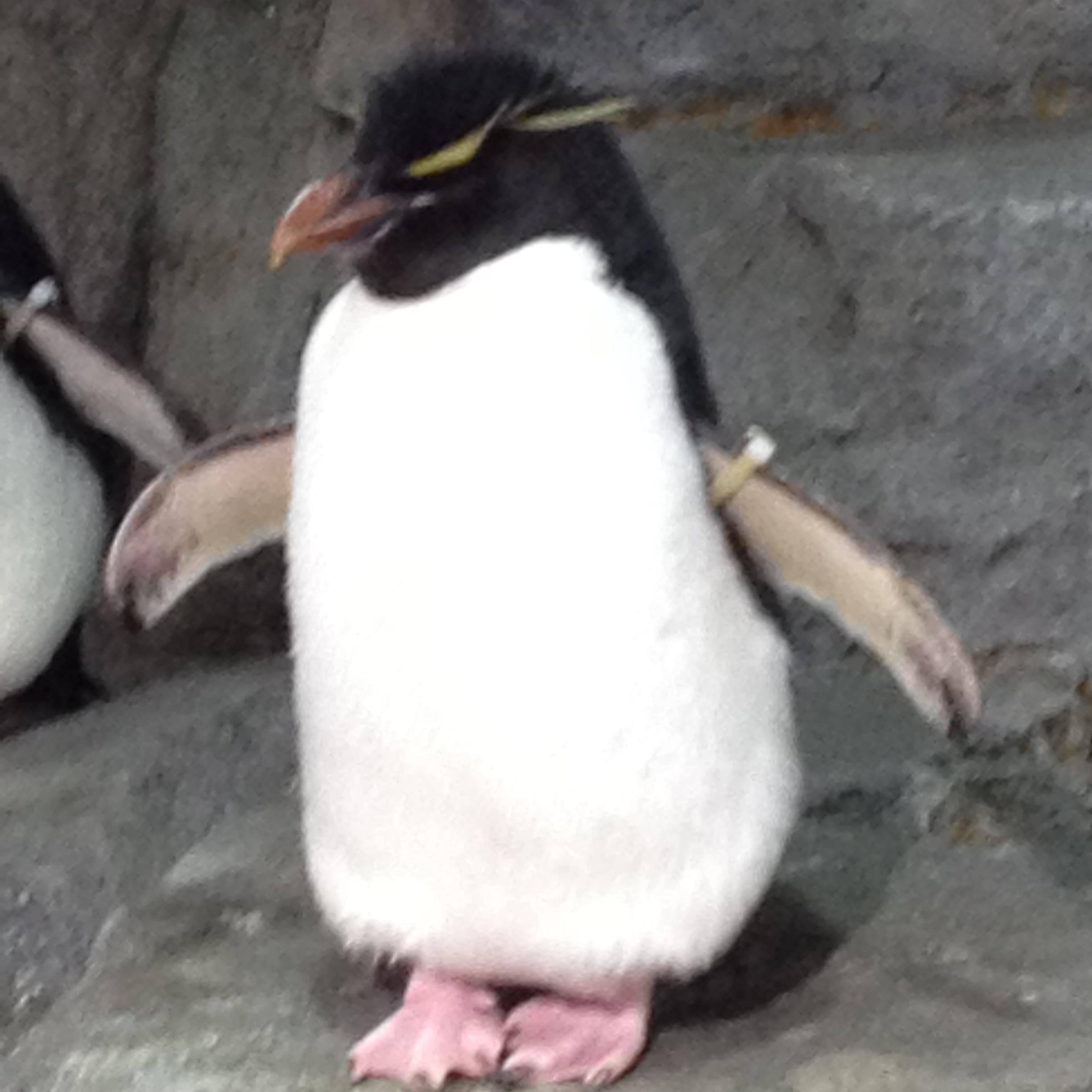 cocoichicoconi's profile picture. 