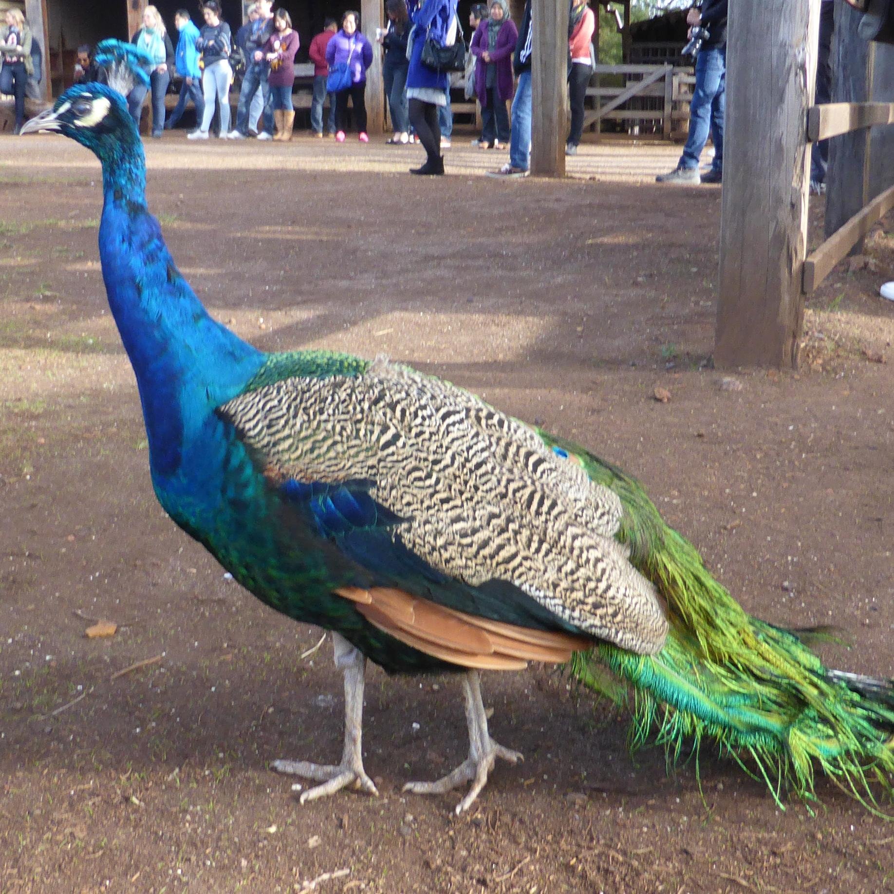 TFtenchman's profile picture. 