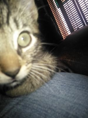 cherylsdogfred's profile picture. 