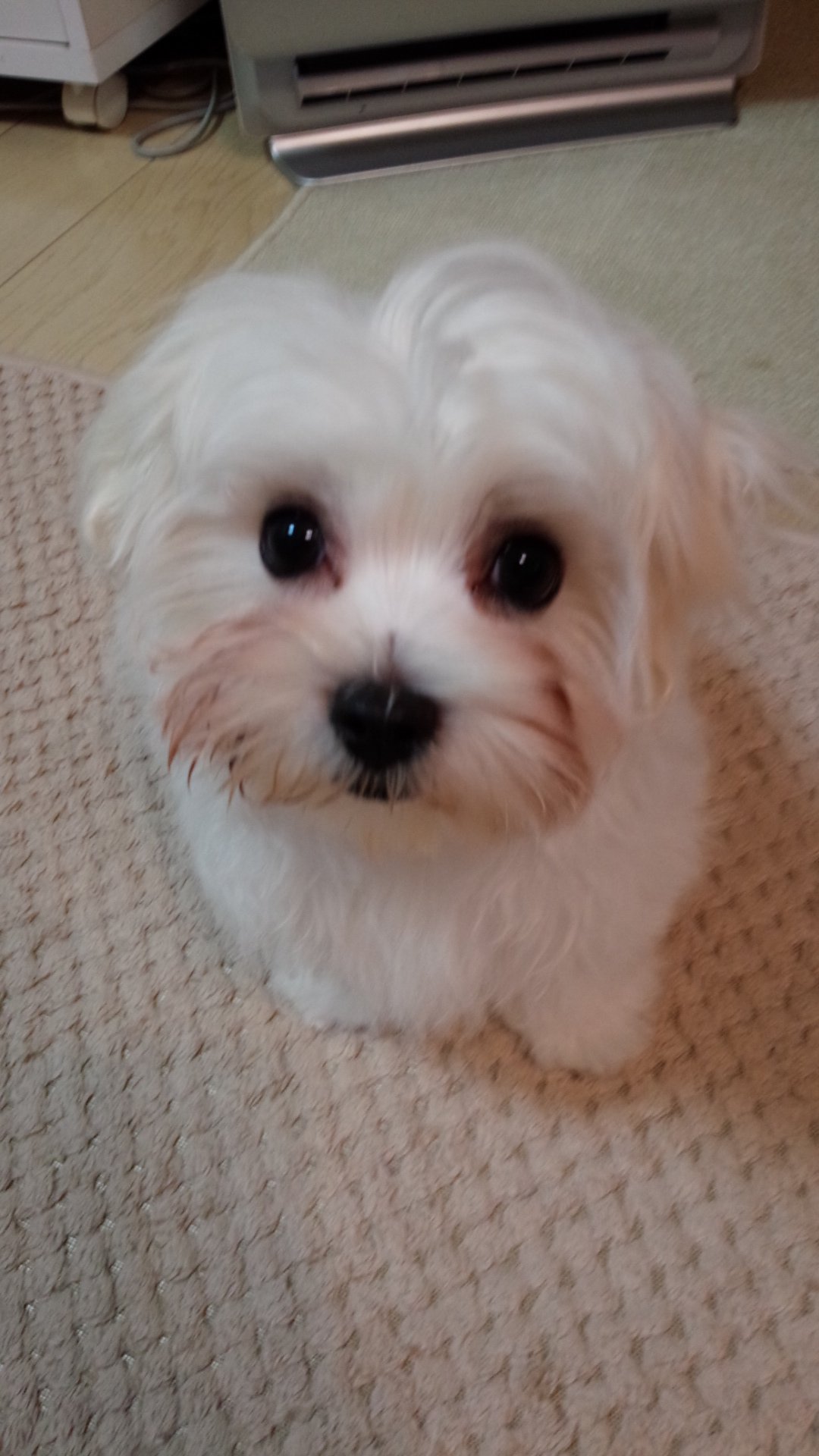 宜しくですo(^-^)o 
相棒1号犬と2号猫(ﾓﾃﾞﾙ）・3号ﾆﾝｼﾞｬ1000ＳＸ・4号ｷｬﾃﾞﾗｯｸＣＴ5・5号ﾐﾆ
ｷｬﾌﾞ・6号ﾌﾟｼﾞｮｰ208Ｔ・7号ＰＯＰｓ125・8号ｽﾊﾞﾙﾌﾟﾚｵﾌﾟﾗｽ他
＃忍千塾