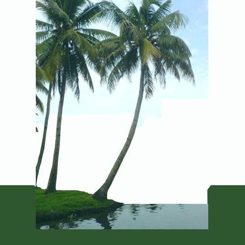 Tour packages in Kerala, Kerala Ayurveda,