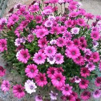 후리지아 (@junran727) 's Twitter Profile