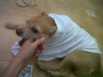 danieliko_02's profile picture. ~29-02-08 Pluto :)) ~ Jese, Isco, Casillas, Ronaldo, Raul, Cazorla, Silva, Reus, Ozil. ~ :))