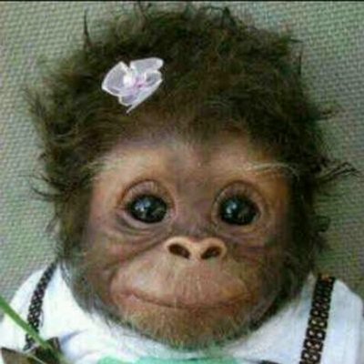 87+ Gambar Babi Dan Monyet Paling Keren 87+ Gambar Babi Dan Monyet Paling Keren