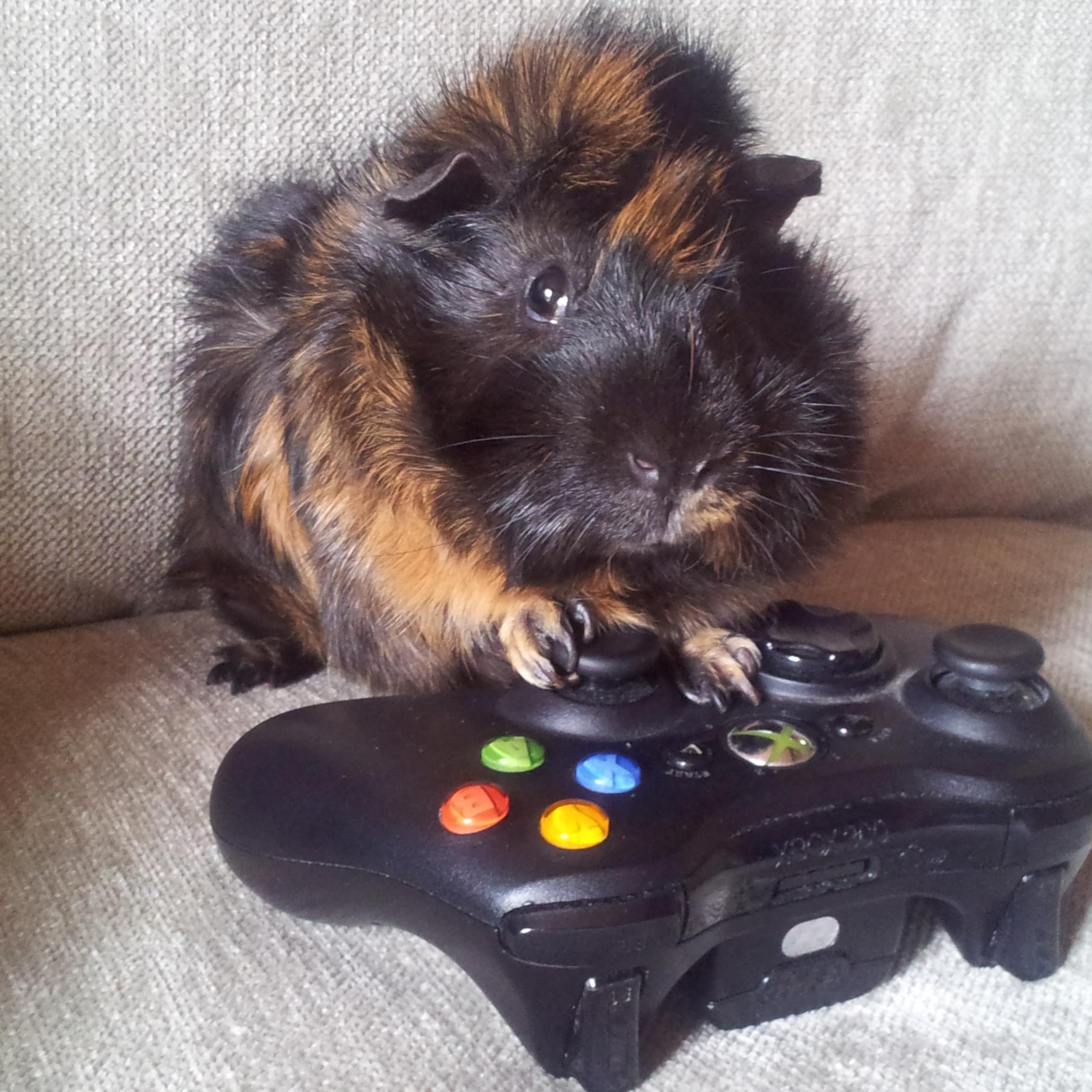 Soy un jugador un Hardcor Gamer nato, y por este término hago referencia a que amo los videojuegos por encima de todo y con orgullo!!
