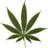 cannabisads avatar