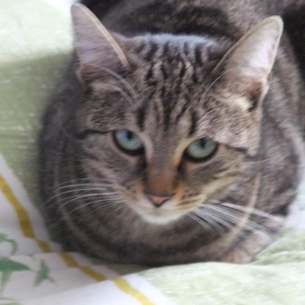 dadalinux's profile picture.