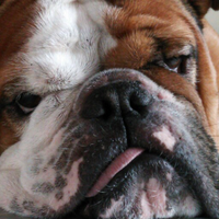 DJ バリＫ～ん (@djbarricane) 's Twitter Profile Photo