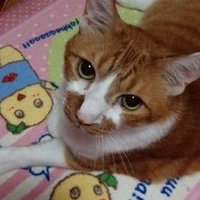 まこ (@reborn_cat) 's Twitter Profile