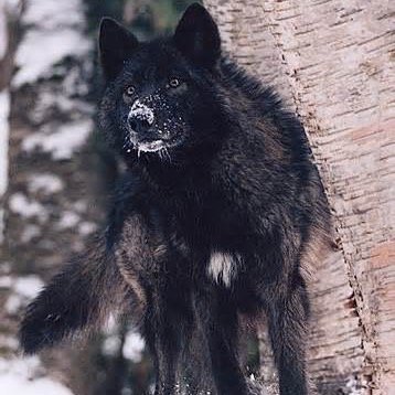 My names Taza I'm a wise young wolf from New Zealand Im caring and will do anything to help others & I am now travling to meet new people. 16