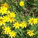 Ashley DeAngelo - @ashleymdeangelo - Twitter