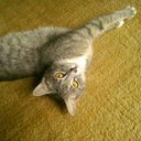 Dana Cat - @DanasNamesake - Twitter