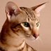 Максим Иссерлин (@ysuw1maatyry) Twitter profile photo