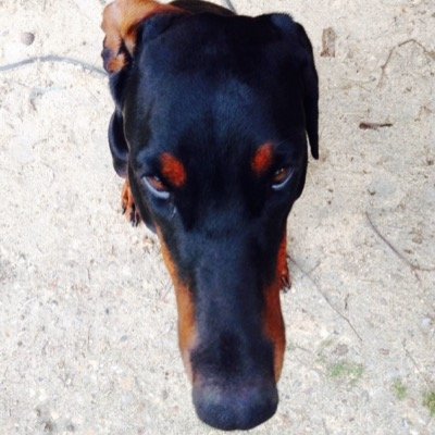 Salut ! A les animaux ! Fou comme amusant ou encore bizard ... abonne toi !
